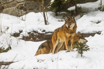 male Eurasian wolf (Canis lupus lupus) standing guard, looking out over the landscape