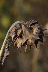 Dry sunflower
