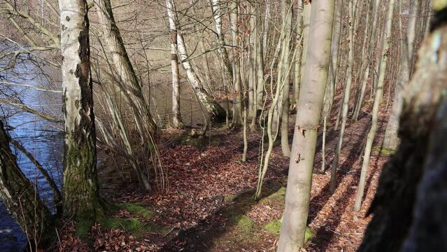 Silbersee im Naturpark Kottenforst-Ville, Nordrhein-Westfalen, Deutschland, Br&uuml;hl