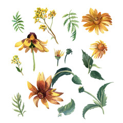Rudbeckia and wild summer flowers painted in watercolor, composition isolated on a white background. - 484745613