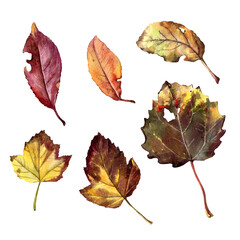 Set of autumn leaves drawn in watercolor. - 484745618