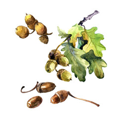 Acorns on a branch of an autumn oak, autumn watercolor pattern isolated on a white background. - 484745619