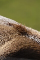fur of a cow
