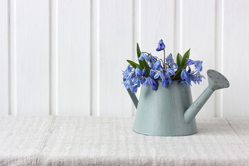 blue spring flowers, snowdrops in a watering can.