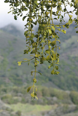 Mistletoe Hanging In Front of Foggy Mountain Background - obrazy, fototapety, plakaty