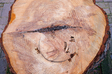 Cut tree trunk top view. Overhead shot of a detailed old log. Nature corruption concept in summer or spring or autumn. Copy space on crusty log surface, no people.