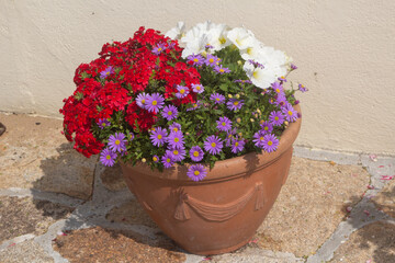 Petunia and aster flowers in a flowerpot