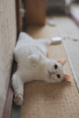 Fototapeta premium cute white rescued cat（白い保護猫）