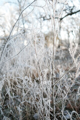 Frosty winter morning in the park. Bushes and trees were covered with frost on a frosty morning.
