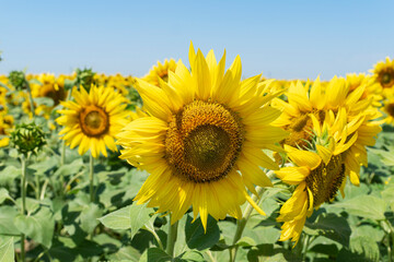 field of big yellow sunflowers in summer, harvest concept.