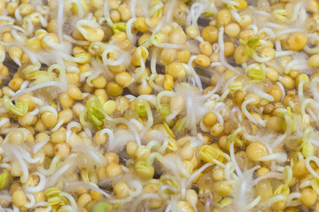Germination of mustard seeds for sprouts. Home microgreens cultivation. Food background
