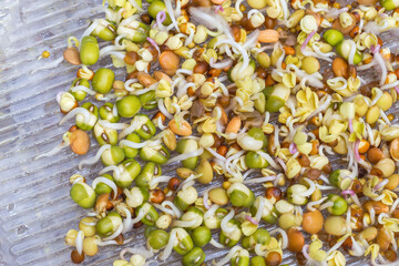 A mix of sprout seeds sprouting on the multisprouter germination pan
