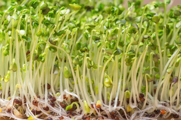 Fototapeta premium Close-up of ripe broccoli sprouts. Concept of home plant cultivation