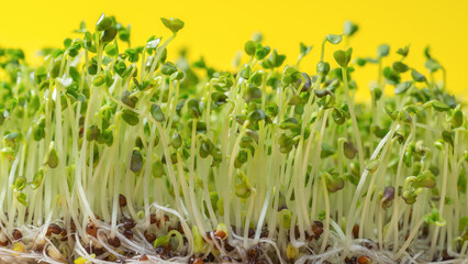 Broccoli sprouts isolated on yellow background. Healthy food concept