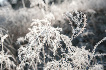 Frosty winter morning in the park. Bushes and trees were covered with frost on a frosty morning.