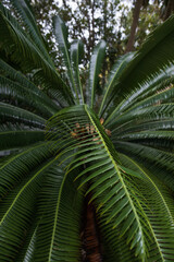 Palm leaf close-up
