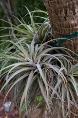 Fototapeta premium Airplant, Tillandsia, growing on tree 