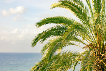 Fototapeta na wymiar close up of palm tree