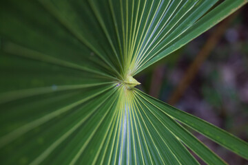 Palm leaf close-up
