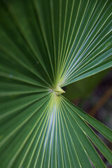 Fototapeta premium Palm leaf close-up 