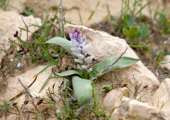 Flowering of Belvalia (latin - Bellevalia desertorum) in the Negev desert