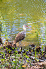 Florida juvenile white Ibis
