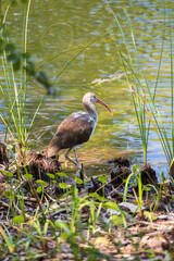 Florida juvenile white Ibis