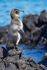 This lone Galapagos Penguin stands on the lava rock of Punta Moreno on Isabela Island