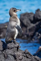 Foto op Canvas This lone Galapagos Penguin stands on the lava rock of Punta Moreno on Isabela Island © Joanne