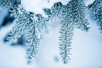 snowy weather in winter, the branches and leaves of plants are covered with frost. Winter forest, spruce branch.