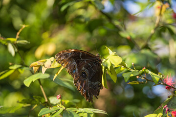 Blue Morpho butterfly with closed wings, close-up