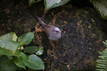 Spotted dove with red eyes sitting on ground