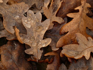 European oak (Quercus robur) - carpet of brown autumn leaves with raindrops, Gdansk, Poland