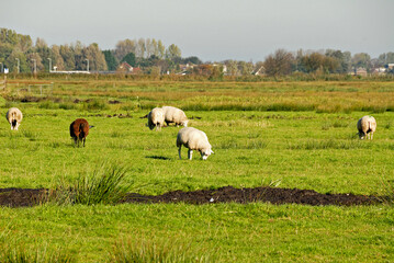 Obraz premium Ovelhas no campo , pastando.