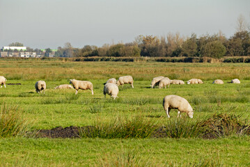 Fototapeta premium Ovelhas no campo , pastando.