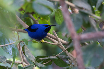 Adult male purple honeycreeper, bird, close-up
