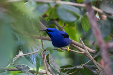 Adult male purple honeycreeper, bird, close-up