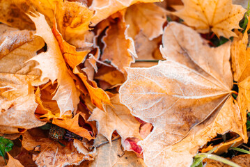 Autumn leaf fall. Brightly colored autumn leaves with dusting of frost.