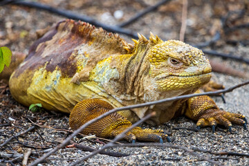 This Galapagos land iguana (Conolophus Subcristatu) crawls along sticks and gravel sand of Urbina...