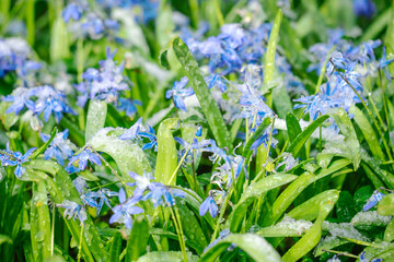 Scilla siberica flowers blossom in the garden. Beautiful spring blooming bluebell flowers