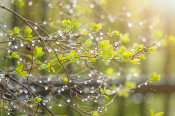 Drops of spring rain on the opening buds at branches. Spring branch with many water droplets after the rain.  - Powered by Adobe