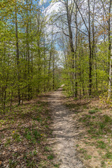 Obraz premium Sunny day in forest