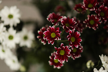 pink and white flowers