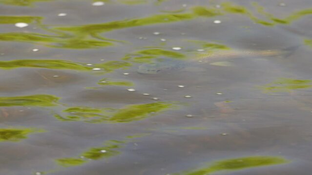 a side view of a wild brown trout feeding from the surface of the mersey river in tasmania, australia