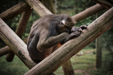 Mandrill Monkey with head in hands at Colchester Zoo