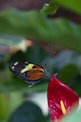 Fototapeta na wymiar Black brown yellow and rusty colored butterfly sitting on red flower