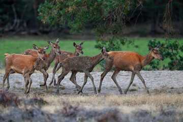 Naklejka na ściany i meble Red deer female and calf in rutting season in National Park Hoge Veluwe in the Netherlands