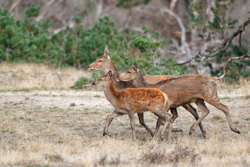 Red deer female and calf in rutting season in National Park Hoge Veluwe in the Netherlands © henk bogaard