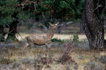 Naklejka na ściany i meble Red deer female in rutting season in National Park Hoge Veluwe in the Netherlands