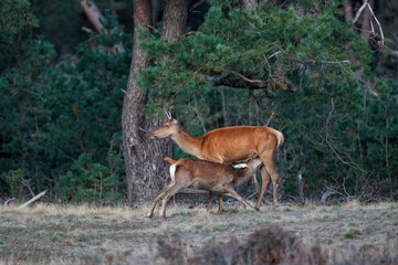Naklejka na ściany i meble Red deer calf drinking from its mother in rutting season in National Park Hoge Veluwe in the Netherlands